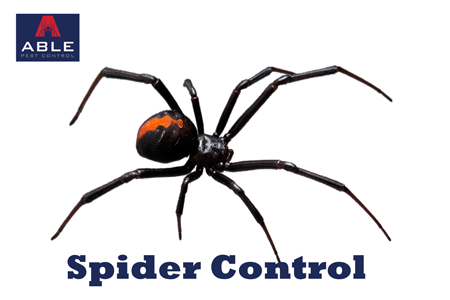 Spider Control